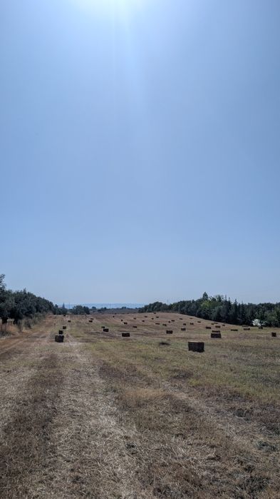 Fardos de palha (nascedisso)