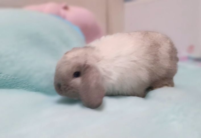 Кролик баранчик mini lop