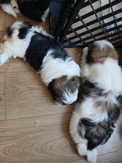 Shih tzu do rezerwacji