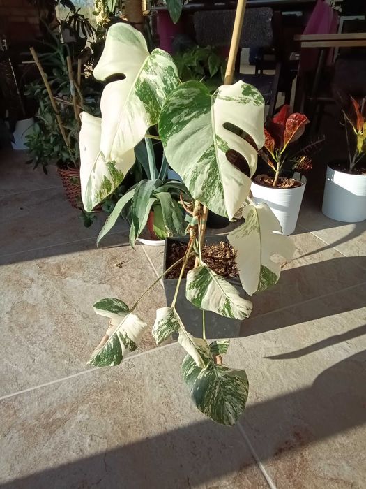monstera variegata half moon white