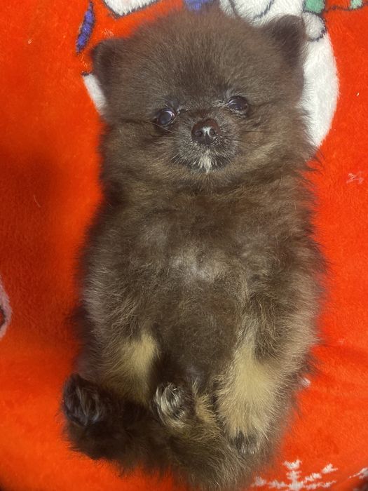 Дівчинка померанський шпіц