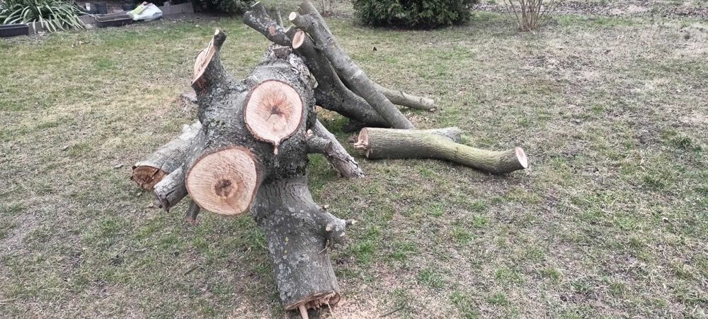 Sprzedam drzewo orzech włoski