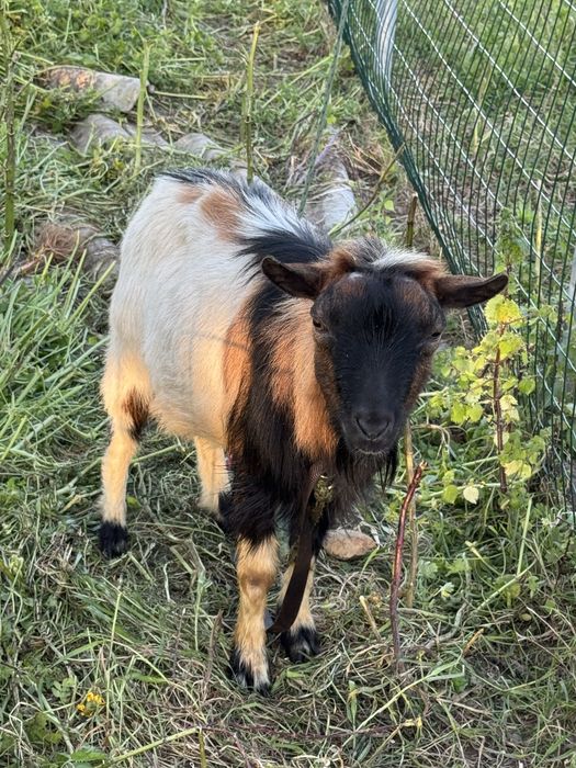 Cabrito anão macho com dois anos