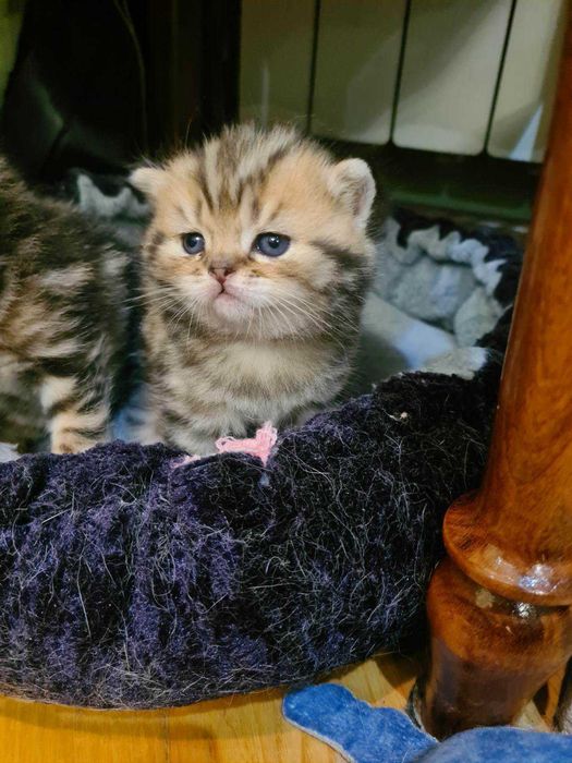 Досвідчений шотландський кіт шукає наречену