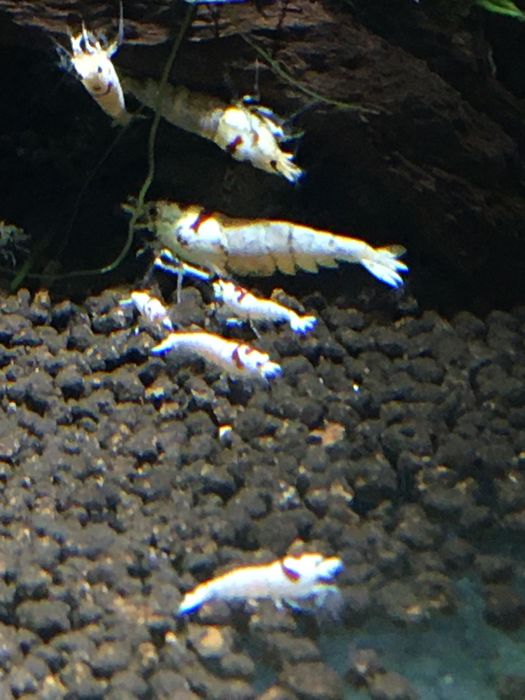 Krewetki caridina crystal red PRL