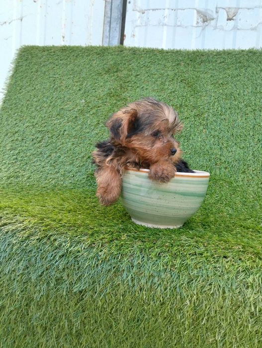 Lindo Macho Yorkshire Miniatura