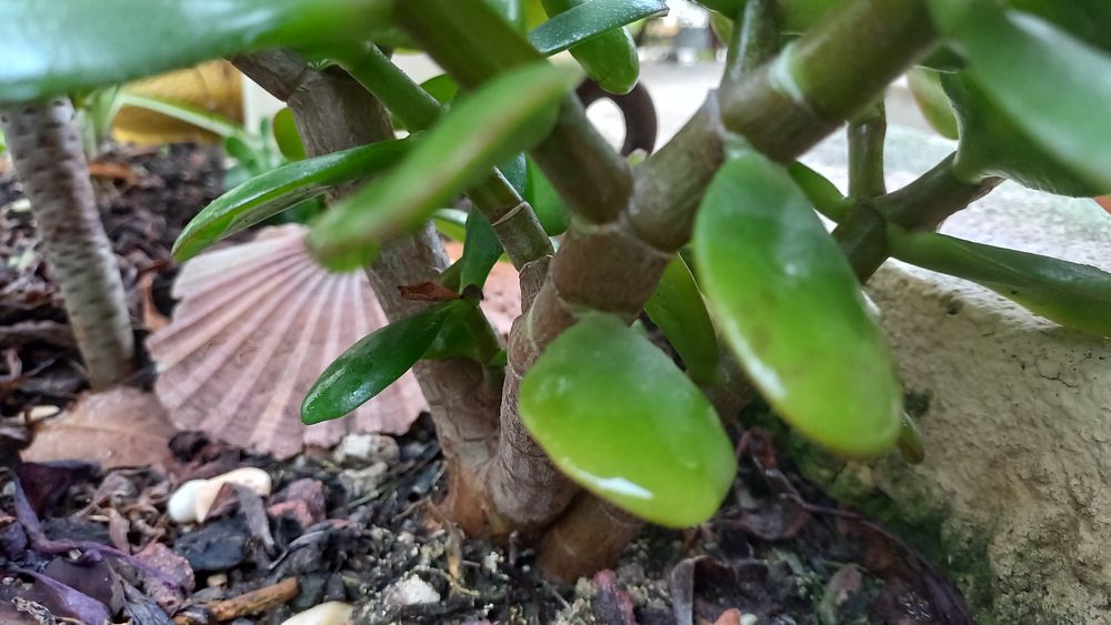 Planta de Jade bem enraizada