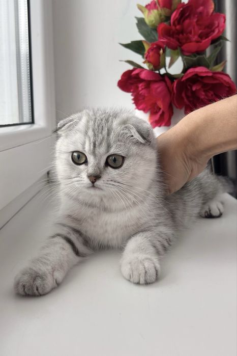 Шотланські котината, котики, кошенята