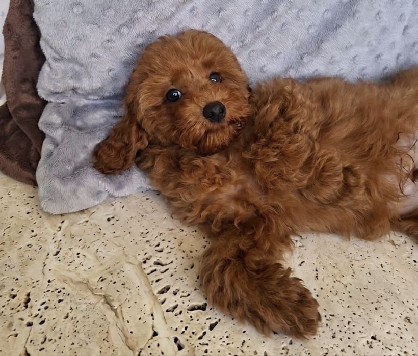 Maltipoo Pududel