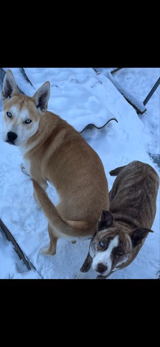 Віддамо в люблячі руки щеня поміс стаф+хаскі