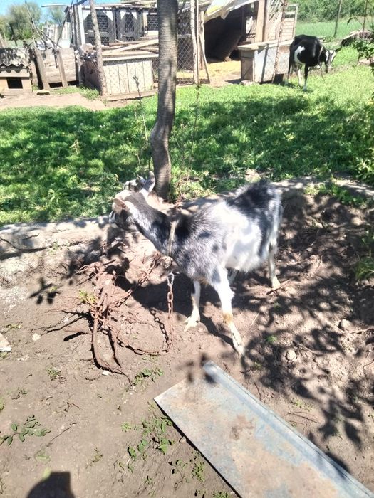 Кози продам дійні
