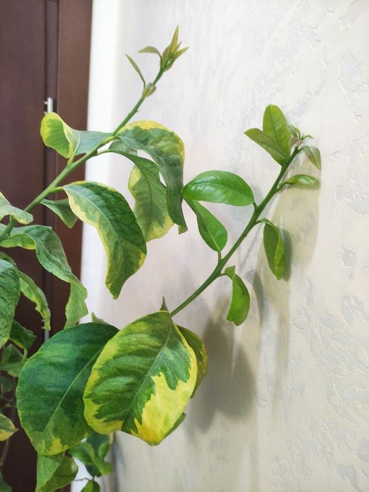 Строкатий.     лимон