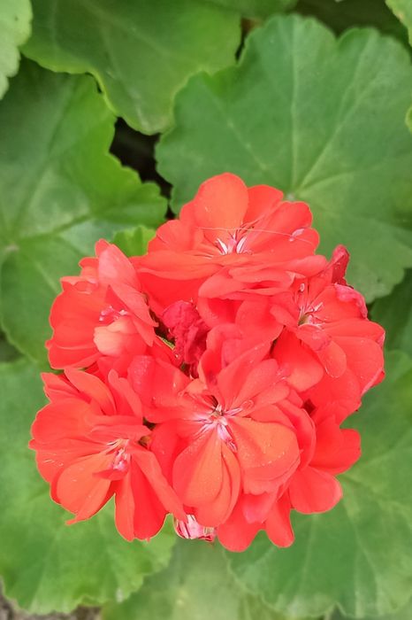 Пеларгония королевская Royal Night Scarlet