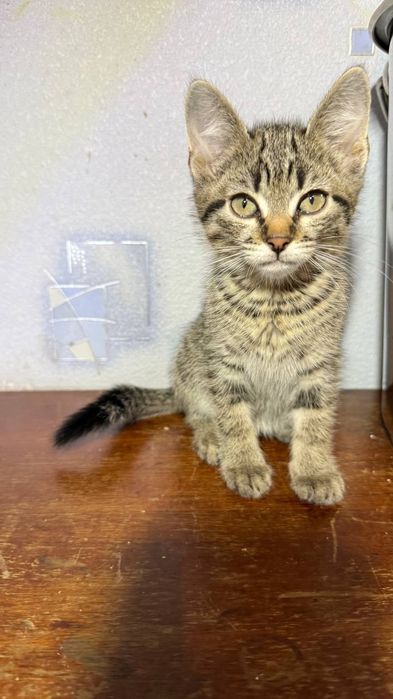 Кошенятко шукає родину