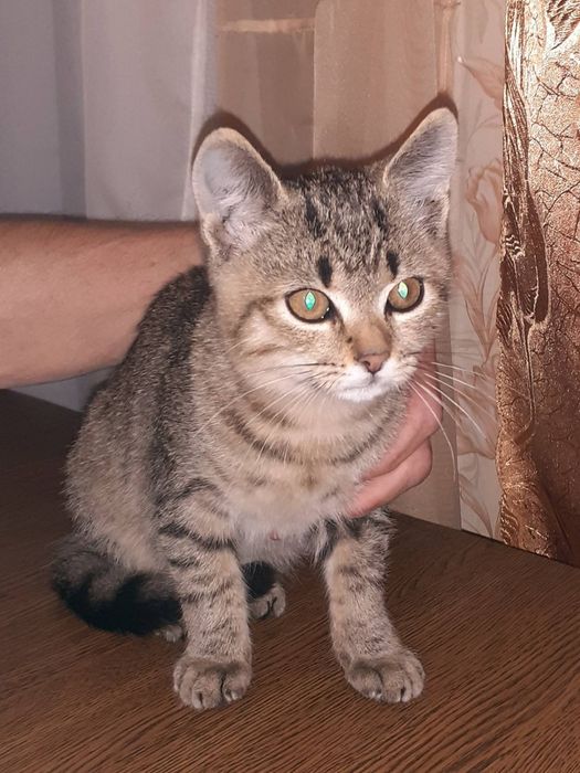 Маленький кошик хлопчик шукає родину.