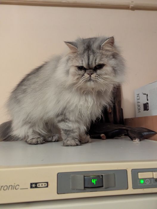 Kocurek perski pers persy kocięta perskie kot koty