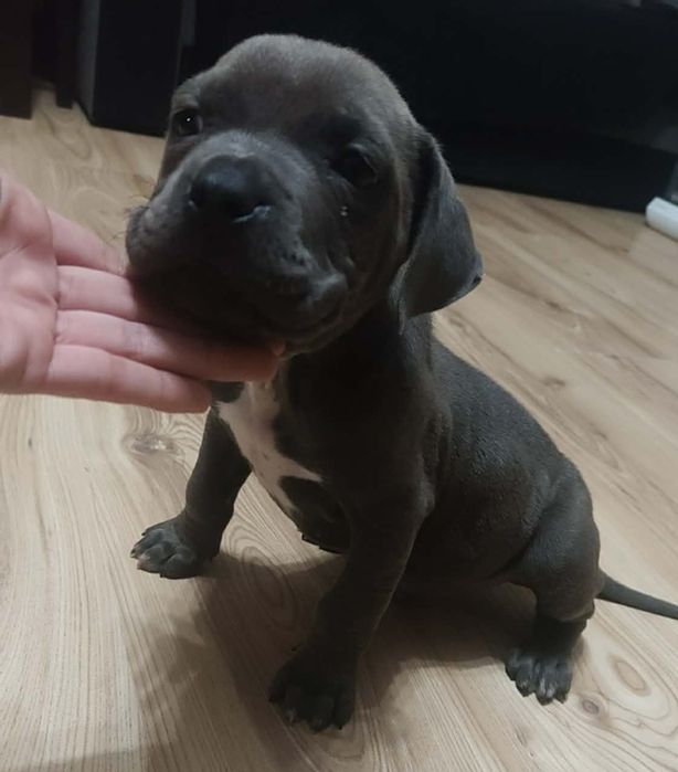 Gotowy do odbioru Amstaff Szczeniak Chłopiec
