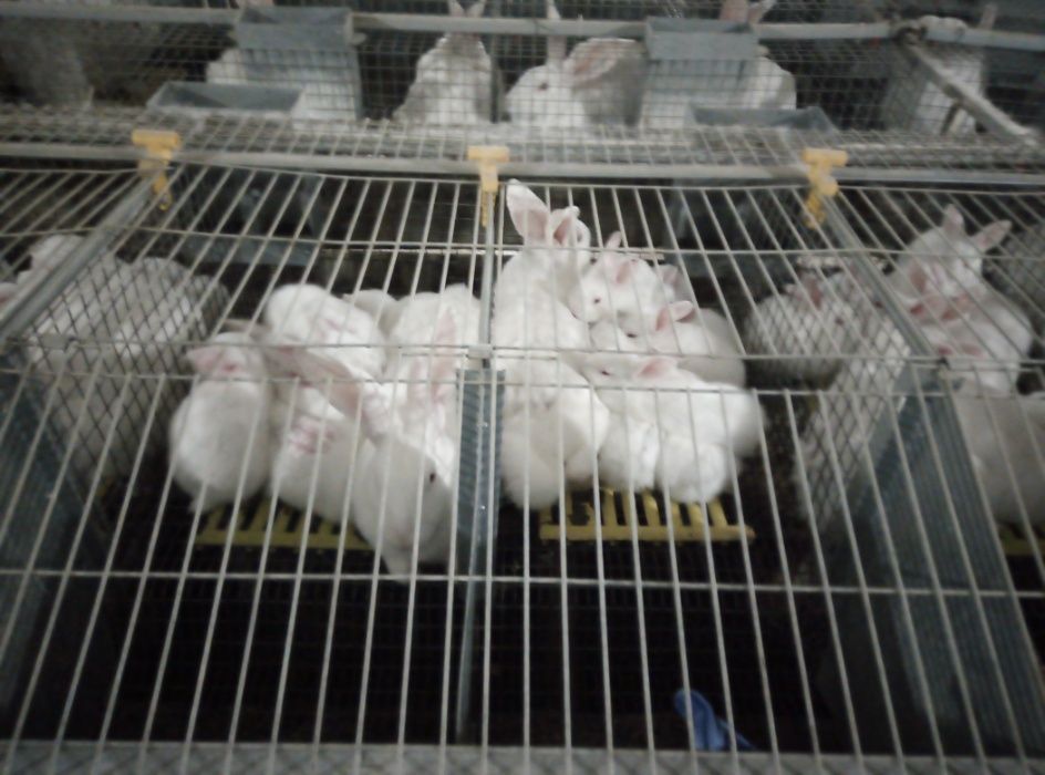 Сукрольні самки Термонський Білий (Термонська Біла)