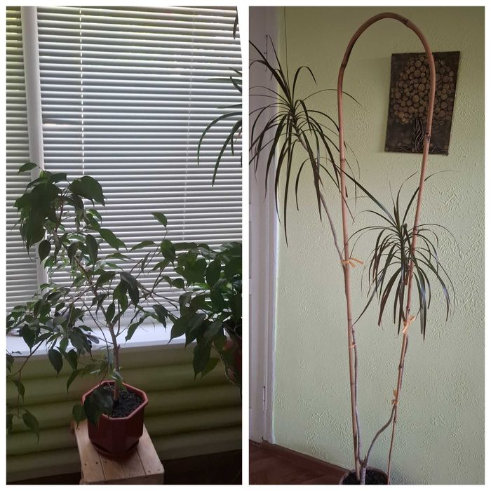 Растение фикус бенжамина драцена пальма цветок