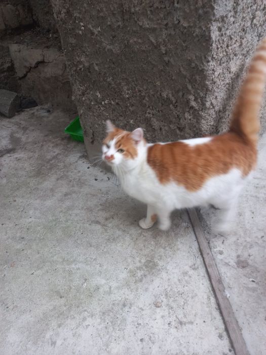 Рижик хоче в сім'ю