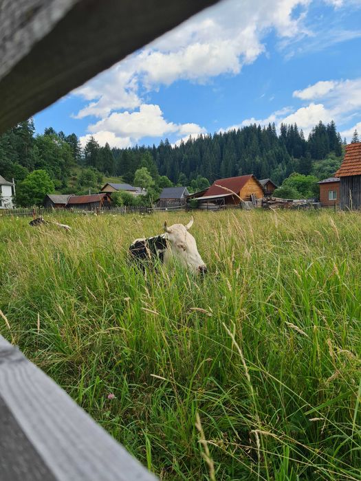 Оренда будинку шале котеджу дома відпочинок в горах карпати буковель