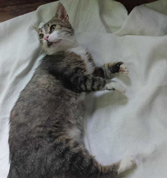 Skrzypek,kocia dobroć czeka na adopcję.