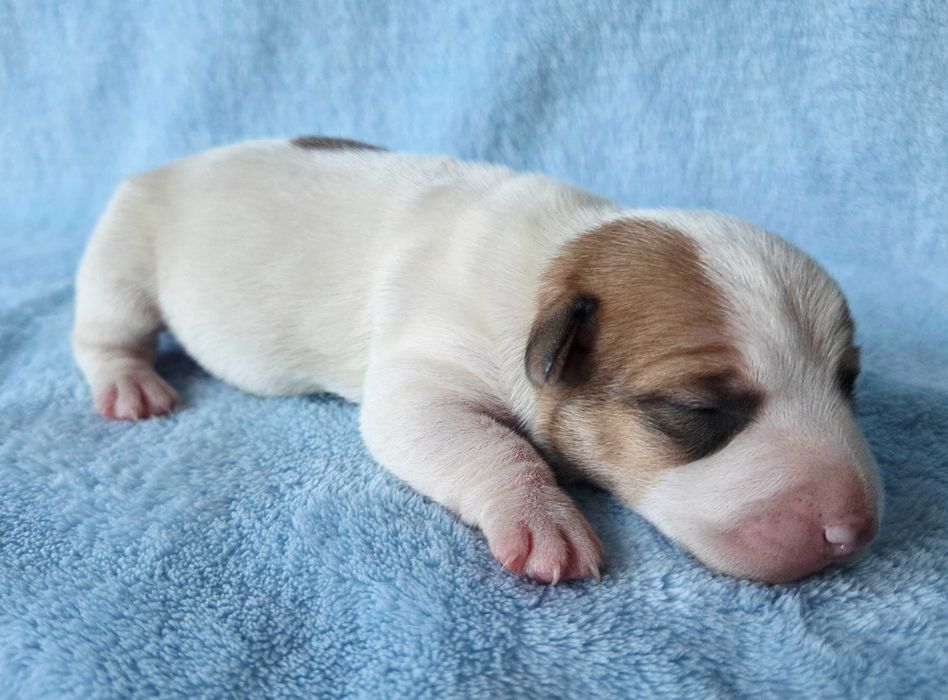 Jack Russell Terrier suczka gładkowłosa 1##