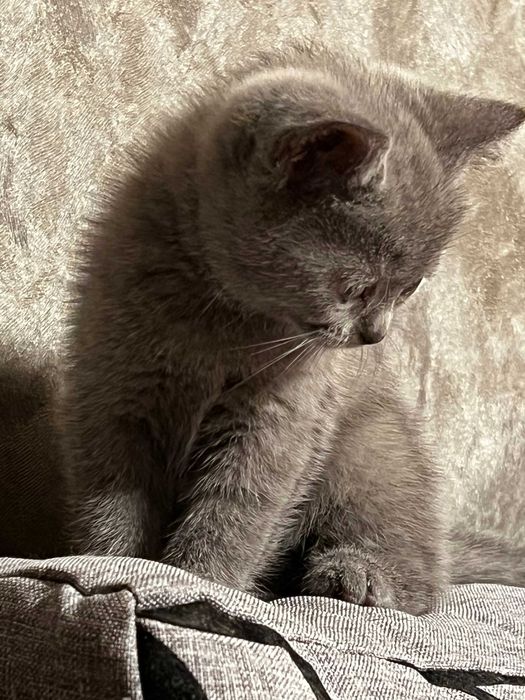 Британська кiшечка