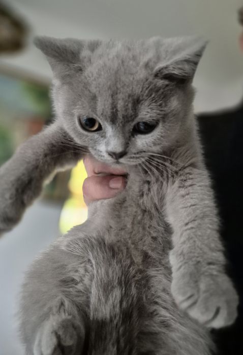 Kocurek Brytyjczyk  Liliowy.