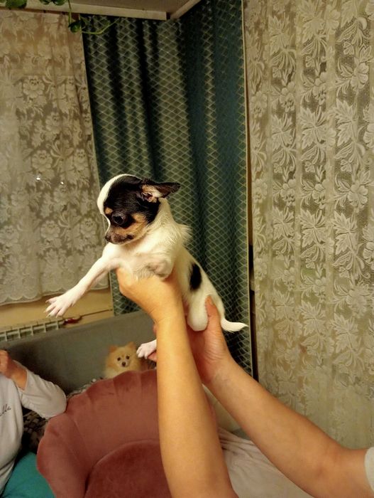 Chihuahua sunia tri color mini