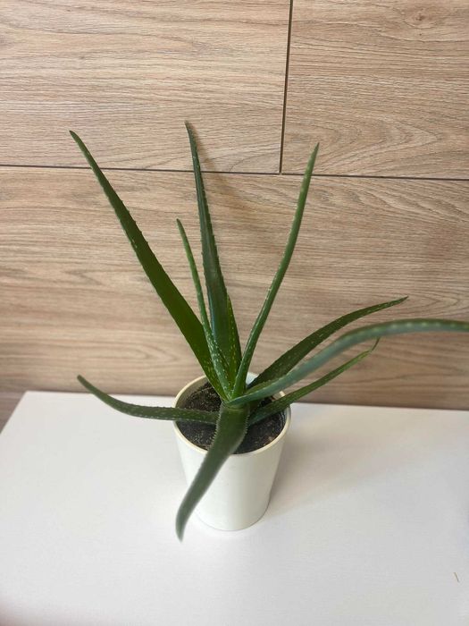 Aloes kwiat leczniczy zdrowy