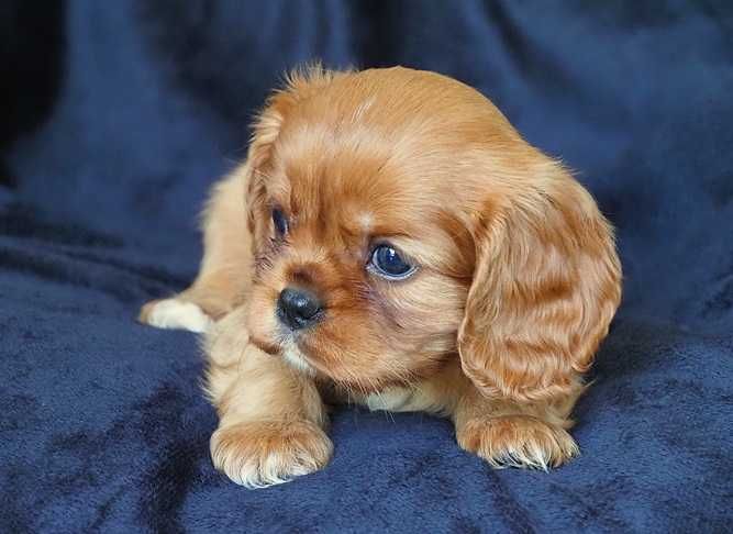 ZKwP - FCI - SUCZKA  Cavalier King Charles Spaniel