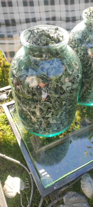 М'ята сушена 2025 трави мята мохіто суха