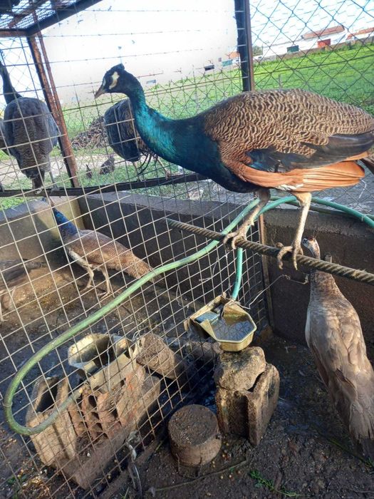 Pavões de várias raças