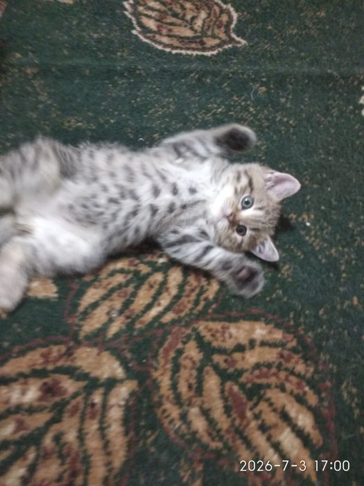 Продам шотландської породи котинят