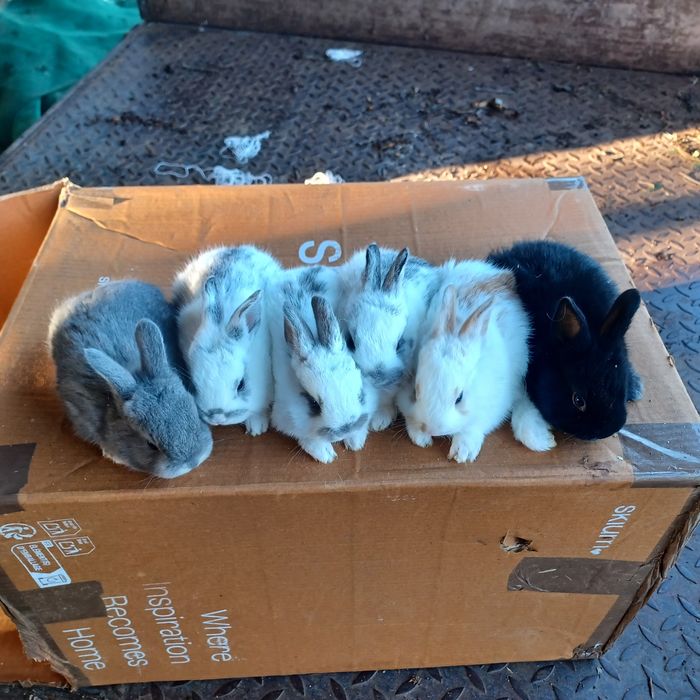 Coelhos anões muito bonitos