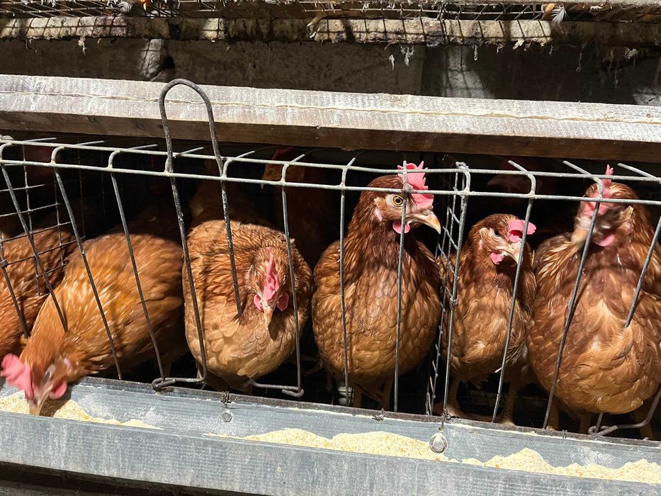 Ломан Браун молоді кури