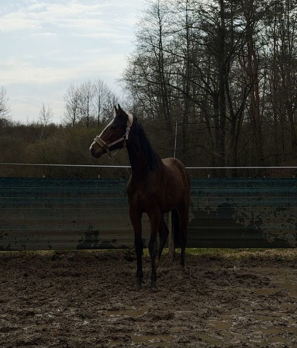 Wysoki dwuletni ogierek