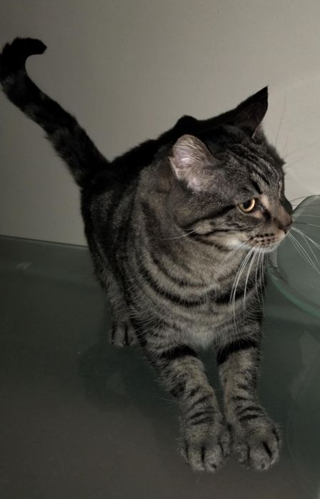 Gato e gata para dar