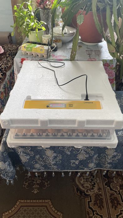 Інкубатор автоматичний ПТАХА БУ