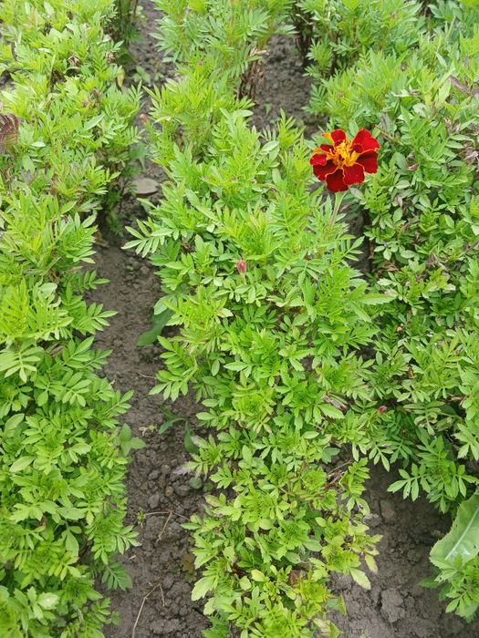 Розсада помідорів, перцю,порею,базиліку,селера черешкова огірки,квіти