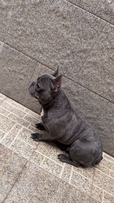 Bulldog francês blue