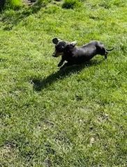 Likwidacja hodowli jamników