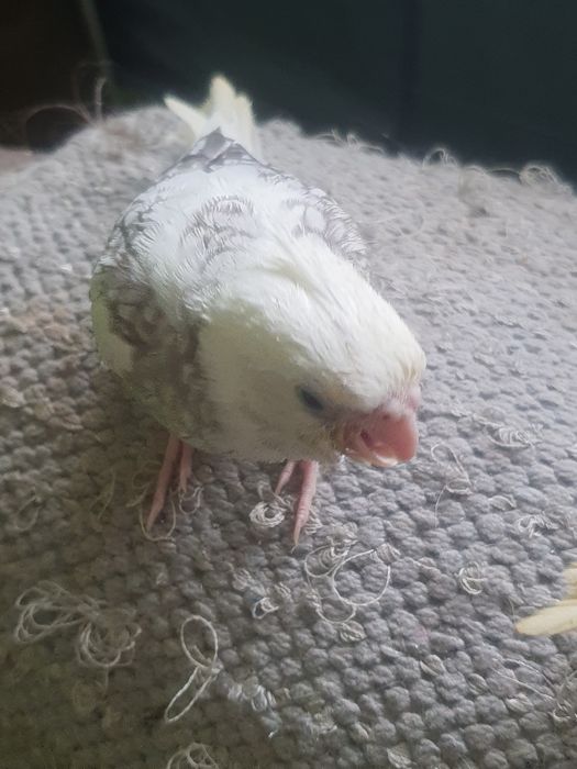 Caturras domesticadas só disponível  a branco