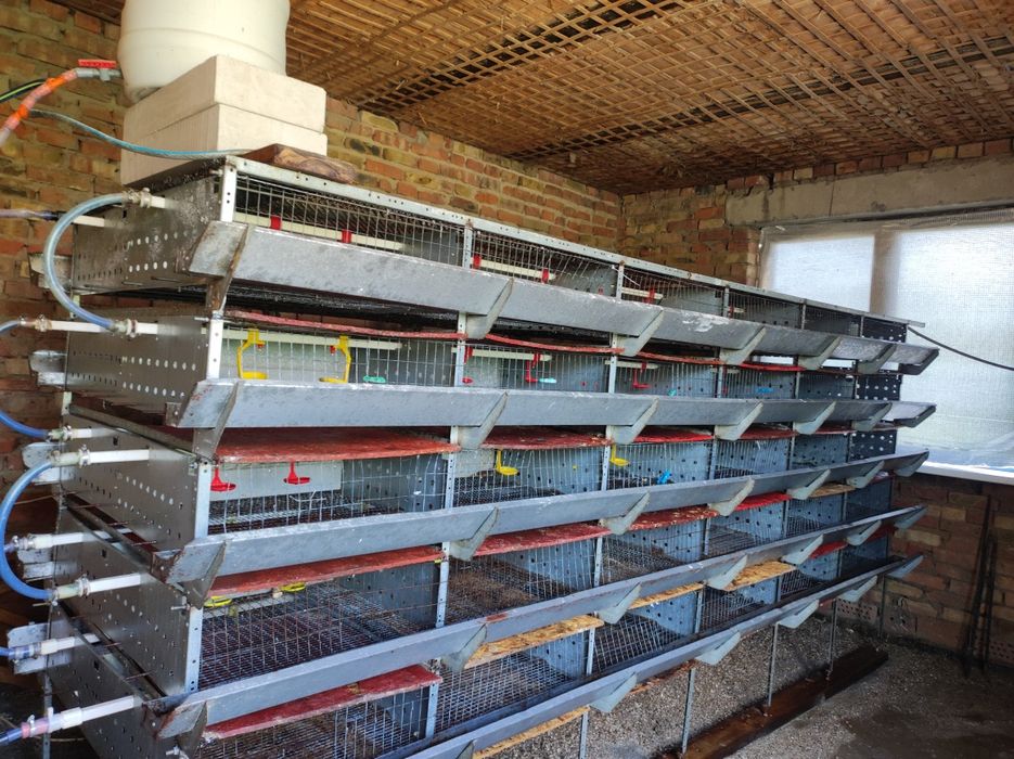 Продам робочу перепелину ферму.