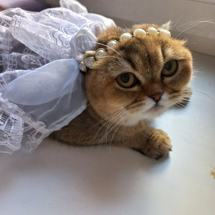 Вязка золотая шиншилла.