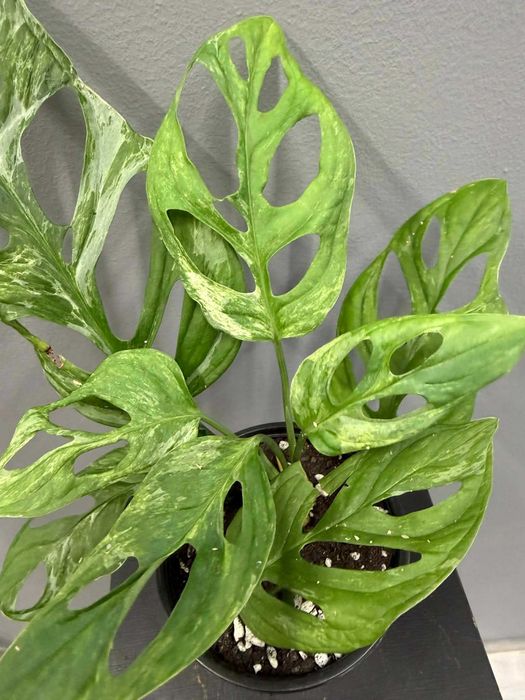 Monstera adansonii Indonesian Marble