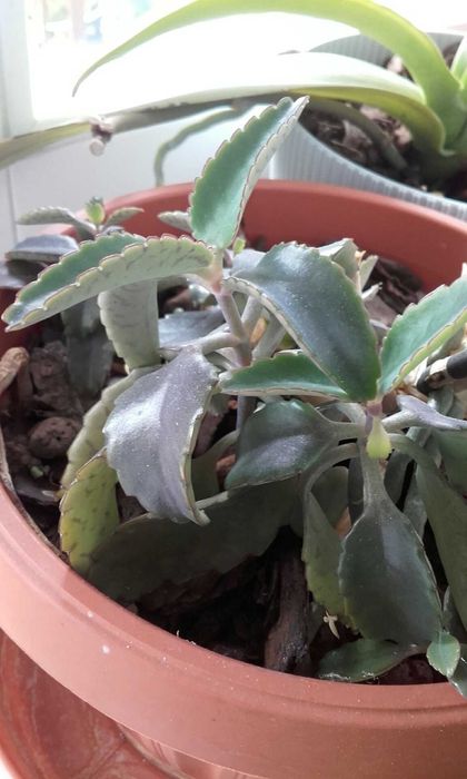 Żyworódka - młode roślinki - lecznicze - 2 sztuki.