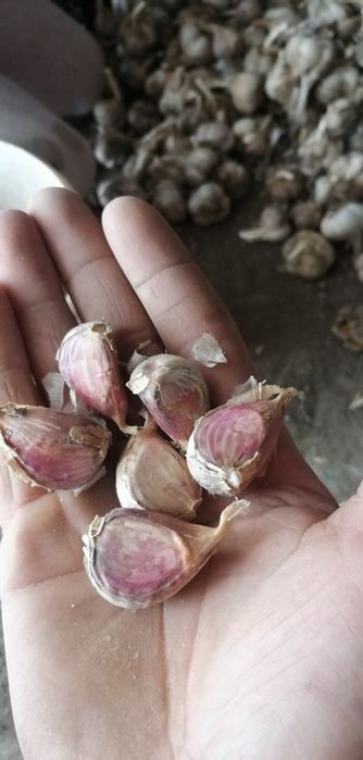 Продам часник озимий сорт Любаша ціна від 50 до 100гр