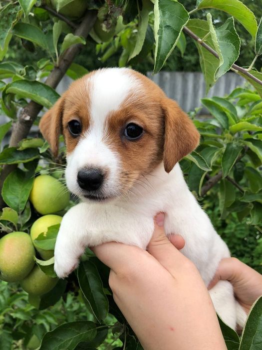 Девочки Джек Рассел терьера!
